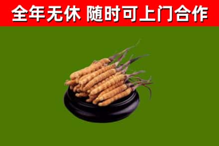 扬州烟酒回收冬虫夏草.jpg