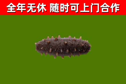 扬州烟酒回收干海参.jpg